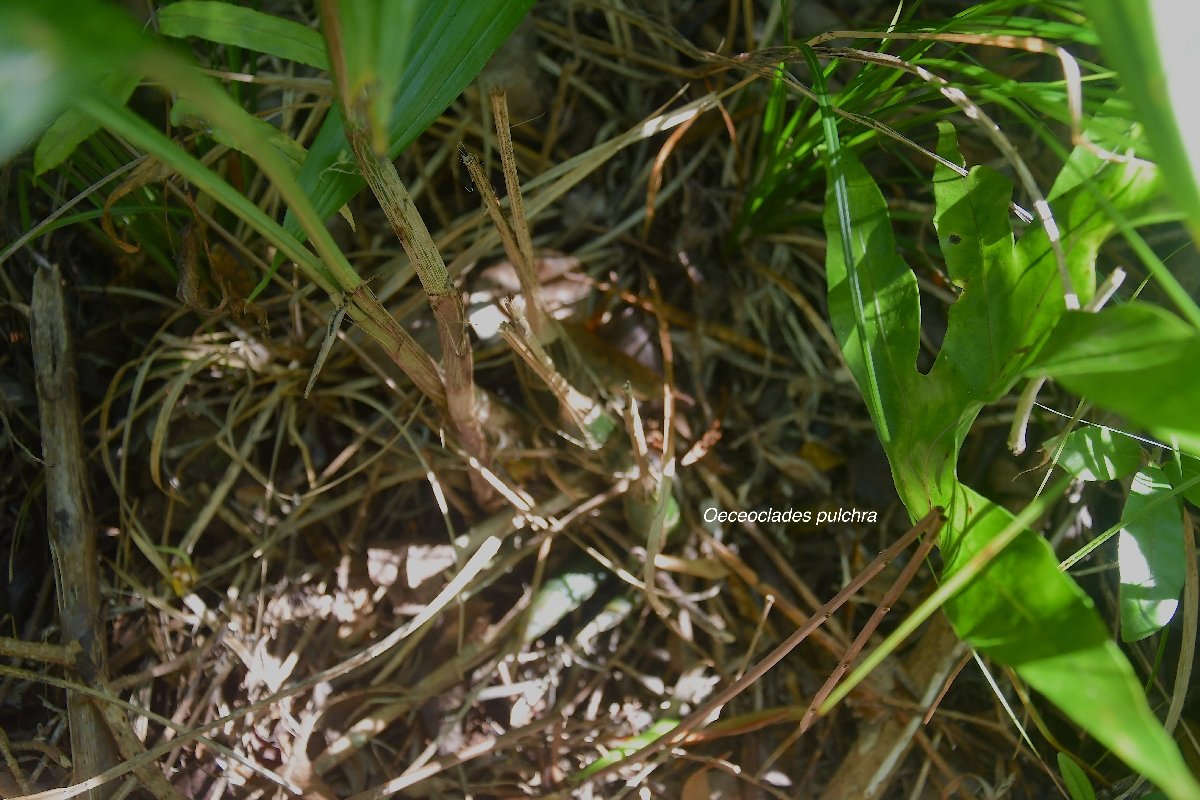10 Oeceoclades pulchra Orchidaceae INDIGENE LA REUNION 