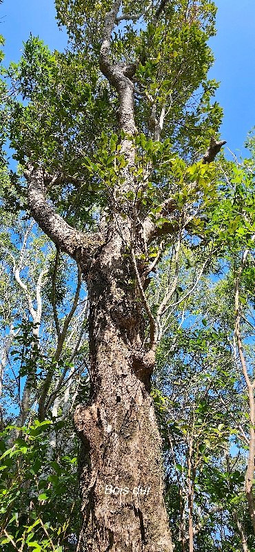 14 Securinega durissima Bois dur Phyllanthaceae INDIGENE LA REUNION