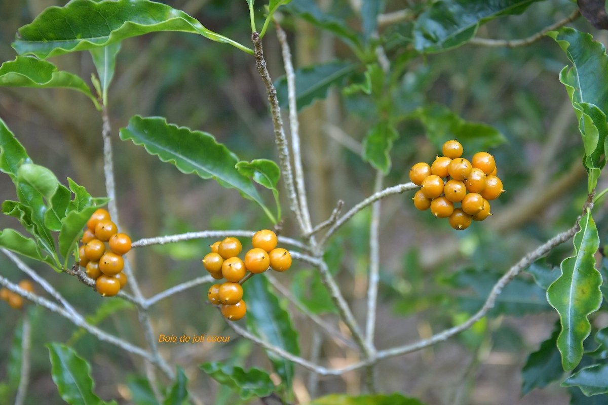 34 Pittosporum senacia Bois de joli coeur Pittosporaceae INDIGENE LA REUNION