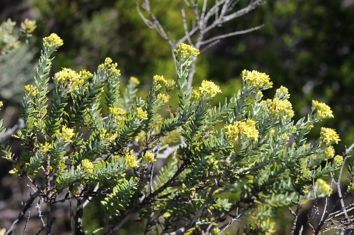 Ambaville blanche - Hubertia tomentosa- Astéracée - B