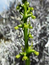 Benthamia latifolia