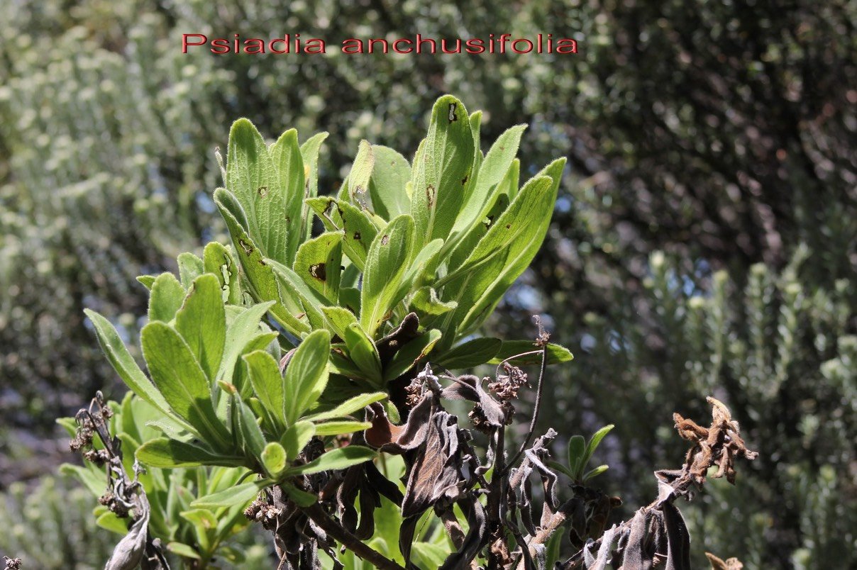Psiadia anchusifolia- Astéracée - B