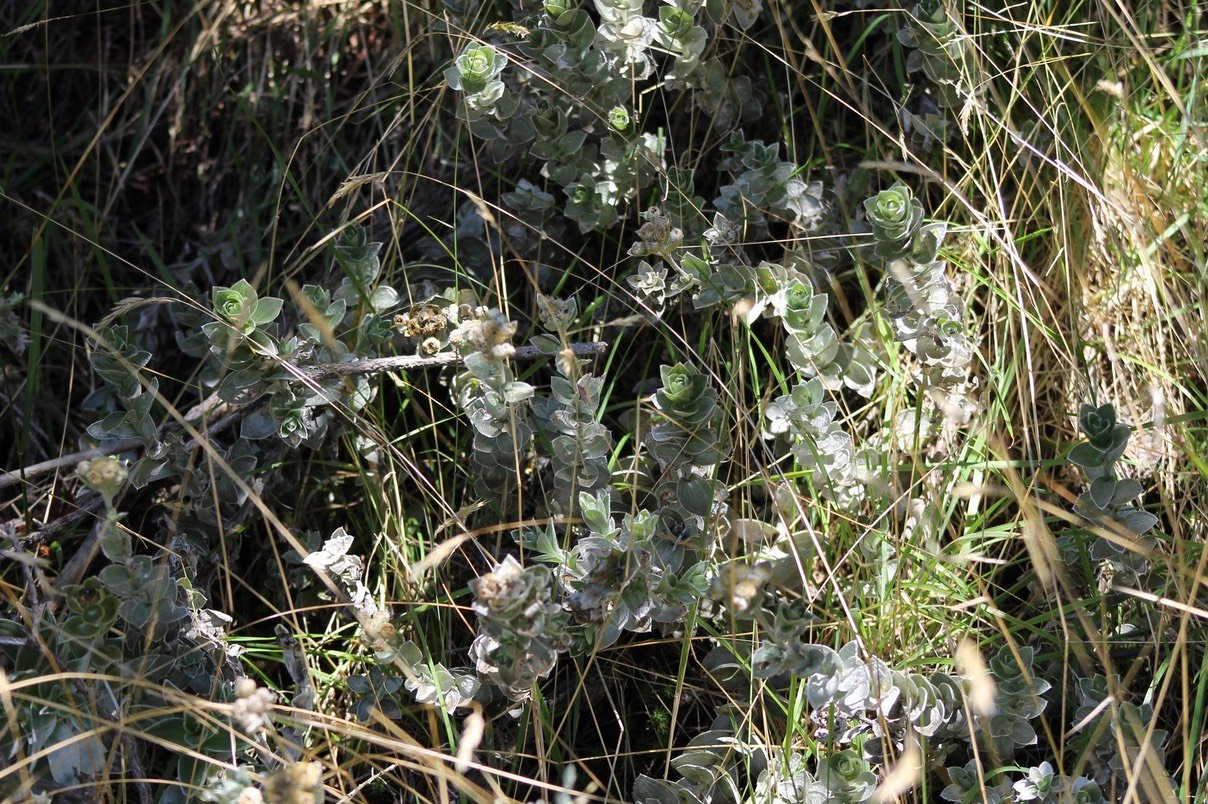 Psiadia argentea - Astéracée - B
