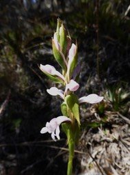 Satyrium amoenum (2)