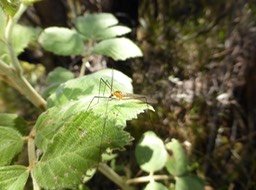 Tipule (2)