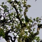 Nuxia verticillata.bois maigre ( envahi par du lierre ,du lichen et servant de support à quelques orchidées )stilbaceae.endémique Réunion Maurice..jpeg