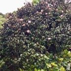 4. Eugenia buxifolia - Bois de nèfles à petites feuilles - Myrtacée.jpeg