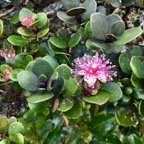 5. Eugenia buxifolia - Bois de nèfles à petites feuilles - Myrtacée.jpeg