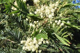 Acacia mearnsi - Acacia noir - FABACEAE - EE