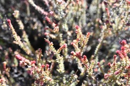 Erica galioides - Thym marron - ERICACEAE - Endémique Réunion