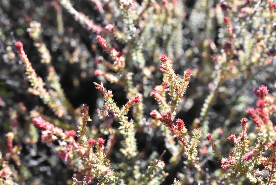 Erica galioides - Thym marron - ERICACEAE - Endémique Réunion
