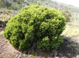 Erica reunionensis - Branle vert - ERICACEAE - Endémique Réunion