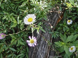 Erigeron karvinskianus.marguerite folle.asteraceae.espèce envahissante.P1016419