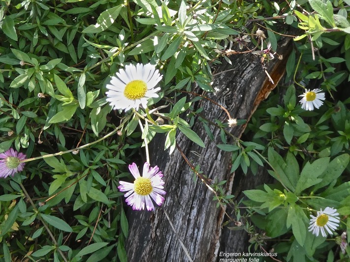 Erigeron karvinskianus.marguerite folle.asteraceae.espèce envahissante.P1016419