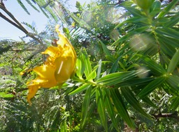 Nervures secondaires parallèles de Hypericum lanceolatum Lam. angustifolium