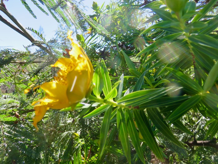 Nervures secondaires parallèles de Hypericum lanceolatum Lam. angustifolium