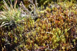 Polytrichastrum formosum - Polytric élégant - POLYTHRICHACEAE - Indigène Réunion