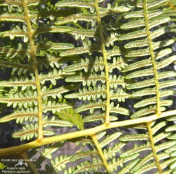 Pteridium aquilinum.fougère aigle.fougère parasol.(détail face inférieure d'une fronde.) dennsteadtiaceae.indigène Réunion.P1016299