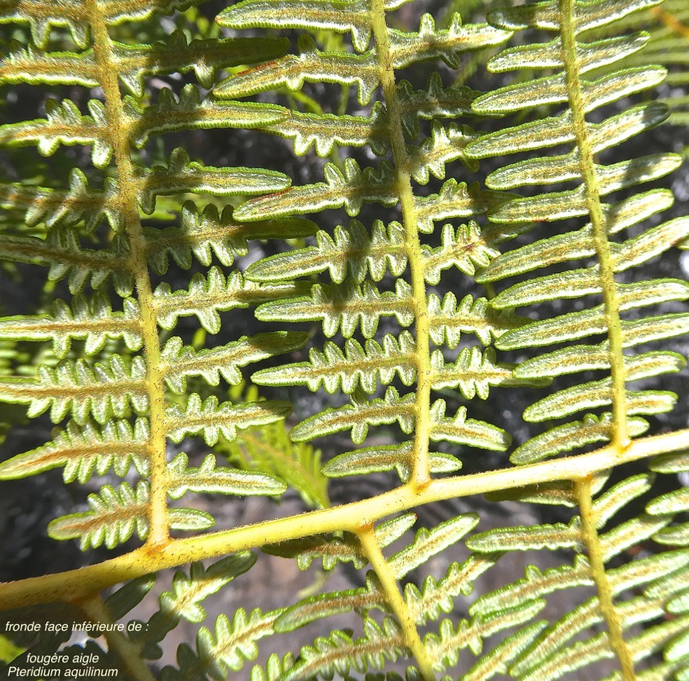 Pteridium aquilinum.fougère aigle.fougère parasol.(détail face inférieure d'une fronde.) dennsteadtiaceae.indigène Réunion.P1016299
