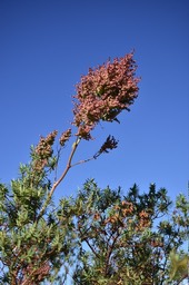 Rumex abissinicus - Oseille sauvage - POLYGONACEAE - EE