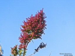 Rumex abyssinicus. grande oseille.oseille sauvage.polygonaceae.espèce envahissante.P1016174