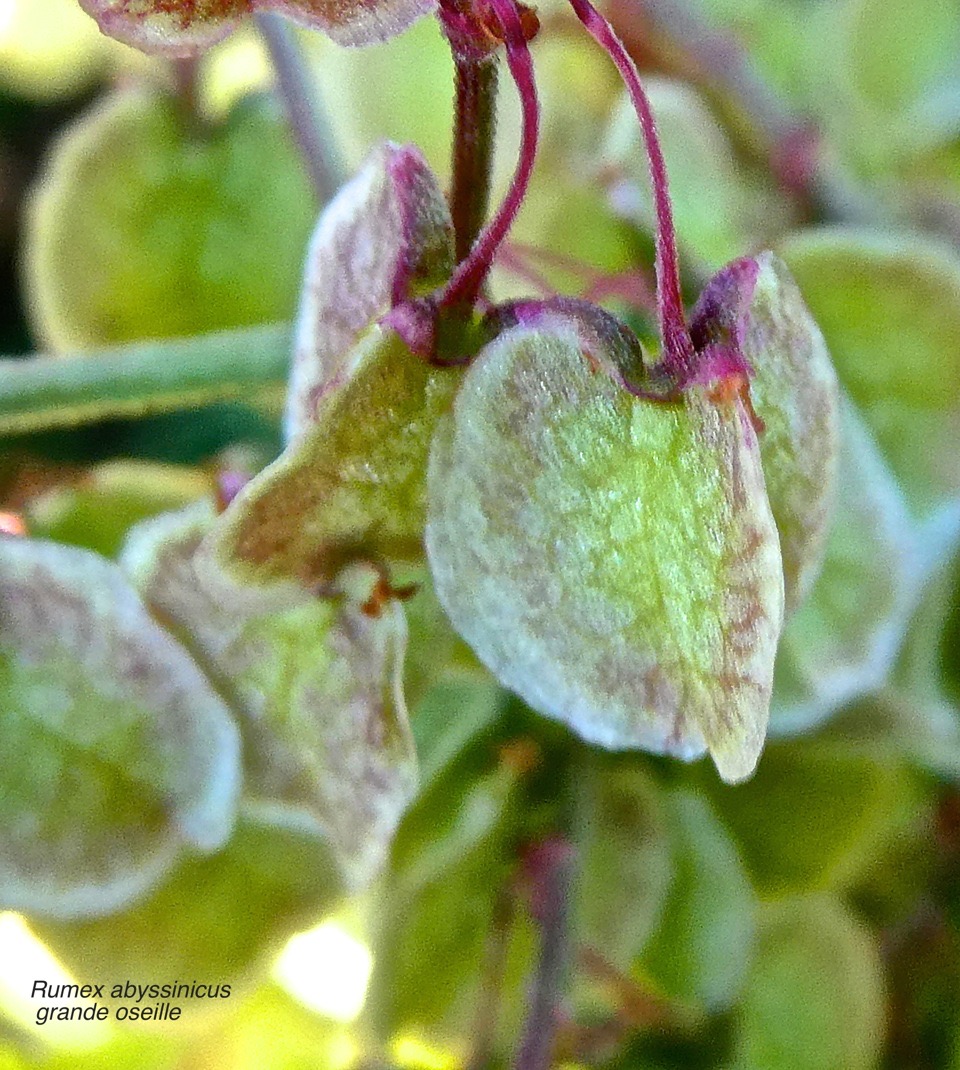 Rumex abyssinicus.grande oseille.oseille sauvage.(fruit trigone.) polygonaceae.espèce envahissante .P1016233