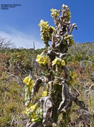 Verbascum thapsus .bouillon blanc.molène .scrophulariaceae.espèce envahissante.P1016332