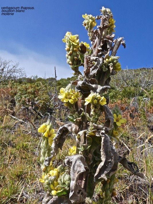 Verbascum thapsus .bouillon blanc.molène .scrophulariaceae.espèce envahissante.P1016332