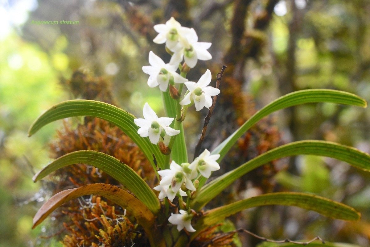 Angraecum striatum Orchidaceae  Endémique La Réunion 7422.jpeg