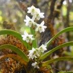 Angraecum striatum Orchidaceae  Endémique La Réunion 7422.jpeg