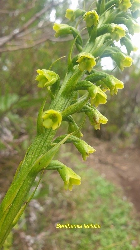 Benthamia latifolia Orchidaceae End émique La Réunion,Maurice 39.jpeg