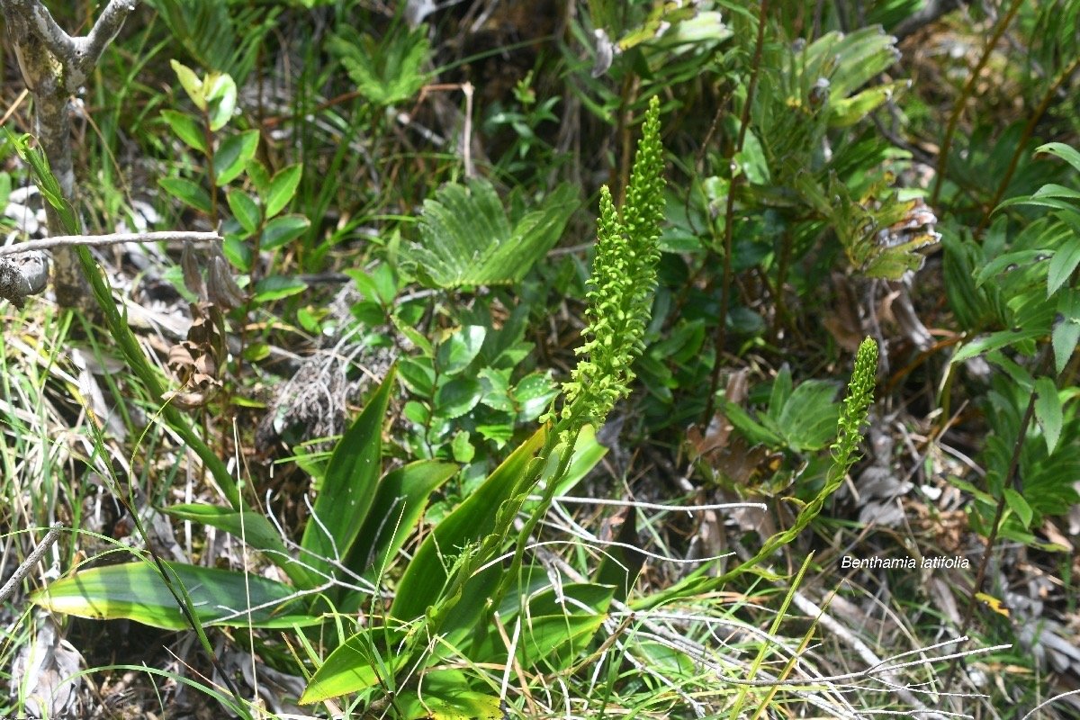 Benthamia latifolia Orchidaceae Ende ́mique La Réunion,Maurice 7486.jpeg