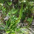 Benthamia latifolia Orchidaceae Ende ́mique La Réunion,Maurice 7486.jpeg