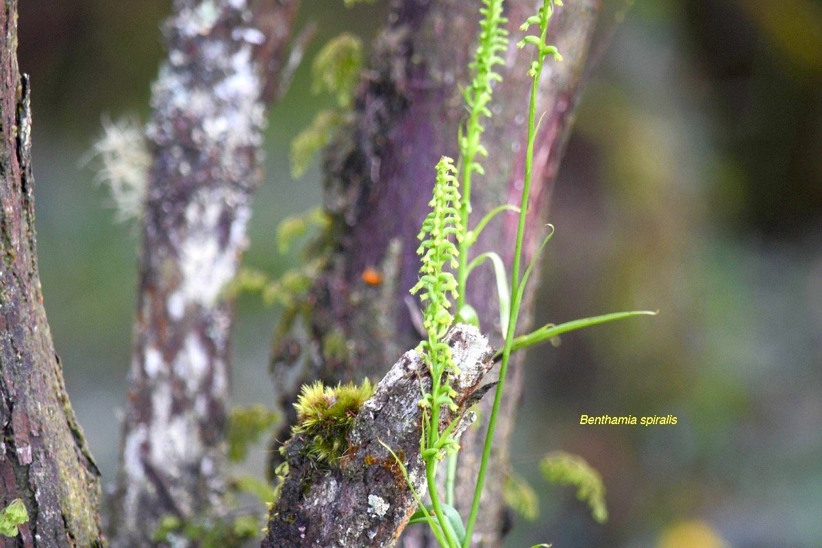 Benthamia spiralis Orchidaceae  Indigène La Réunion 7357.jpeg