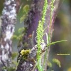 Benthamia spiralis Orchidaceae  Indigène La Réunion 7357.jpeg