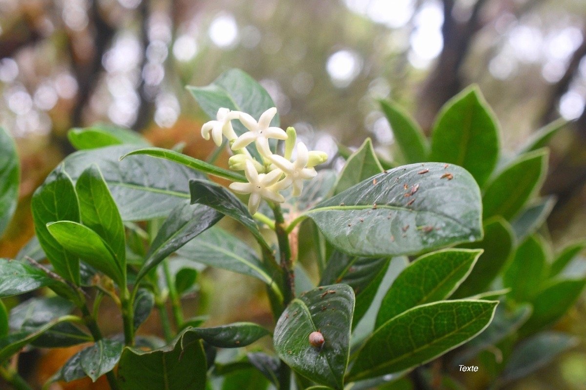 Chassalia gaertneroides Bois de lousteau  Rubiaceae Endémique La Réunion 7411.jpeg