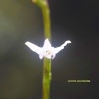 Cynorkis coccinelloides Orchidaceae Indigène La Réunion 7441.jpeg