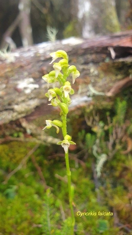 Cynorkis falcata Orchidaceae Endémique La Réunion 55.jpeg