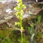 Cynorkis falcata Orchidaceae Endémique La Réunion 55.jpeg