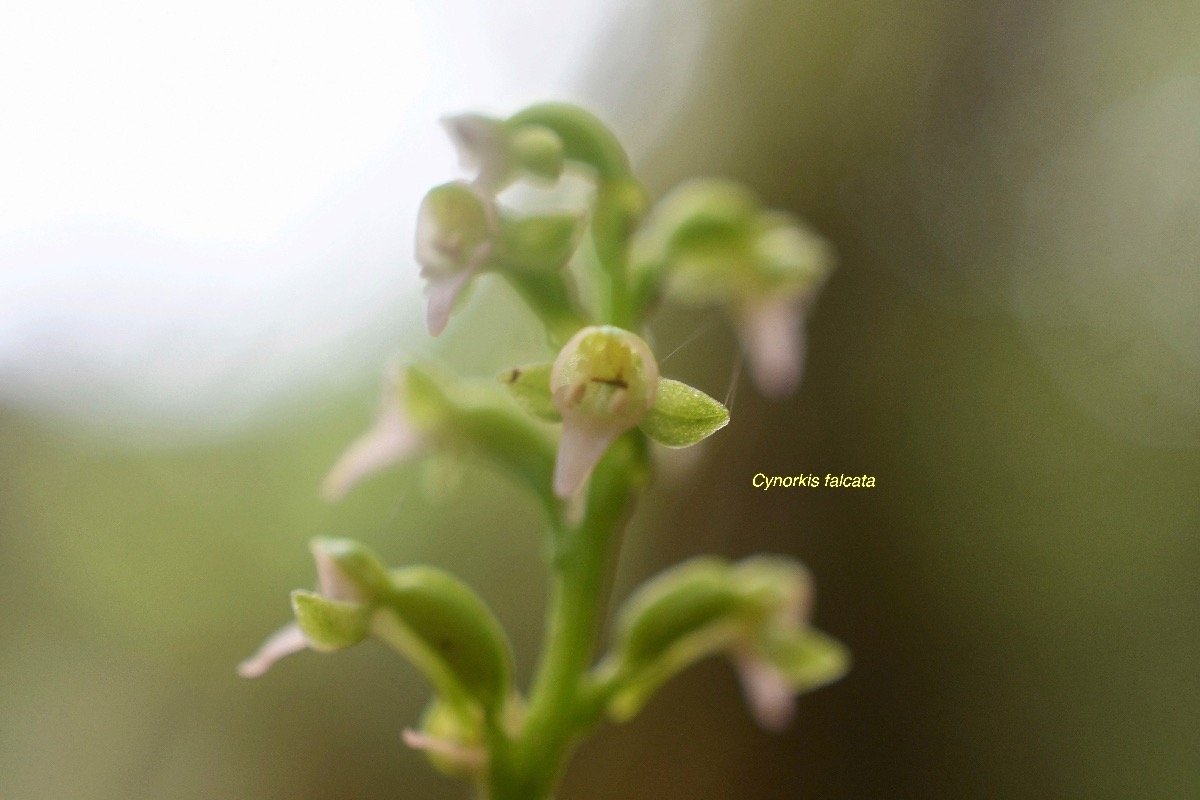 Cynorkis falcata Orchidaceae Endémique La Réunion 7418.jpeg