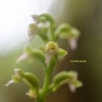 Cynorkis falcata Orchidaceae Endémique La Réunion 7418.jpeg