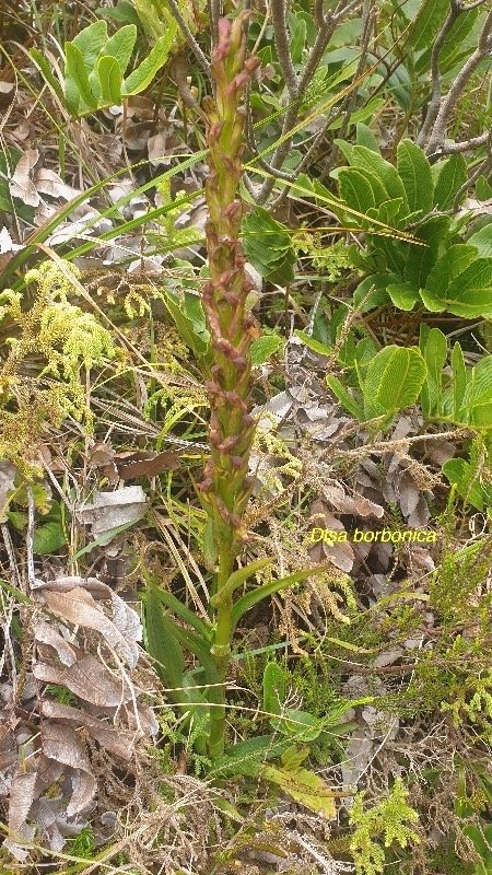 Disa borbonica Orchidaceae Endémique La Réunion 11.jpeg