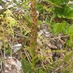 Disa borbonica Orchidaceae Endémique La Réunion 11.jpeg