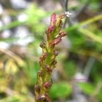 Disa borbonica Orchidaceae Endémique La Réunion 7500.jpeg