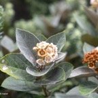 Dombeya ficulnea Petit mahot Malvaceae Endémique La Réunion 7489.jpeg