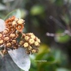 Dombeya ficulnea Petit mahot Malvaceae Endémique La Réunion 7492.jpeg