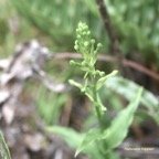Habenaria frappieri Orchidaceae Endémique La Réunion 7483.jpeg