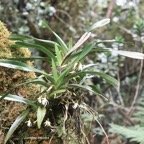Jumellea triquetra Orchidaceae Endémique La Réunion 7374.jpeg
