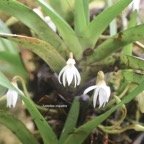 Jumellea triquetra Orchidaceae Endémique La Réunion 7381.jpeg
