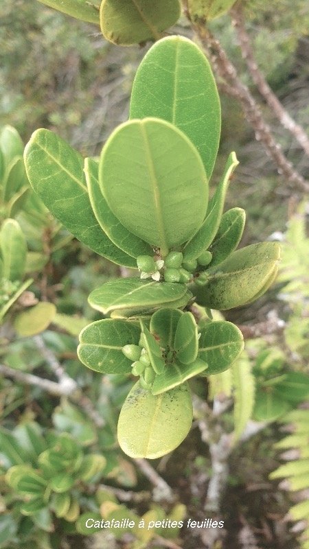 Melicope coodeana Catafaille à petites feuilles Rutaceae Endémique La Réunion 24.jpeg